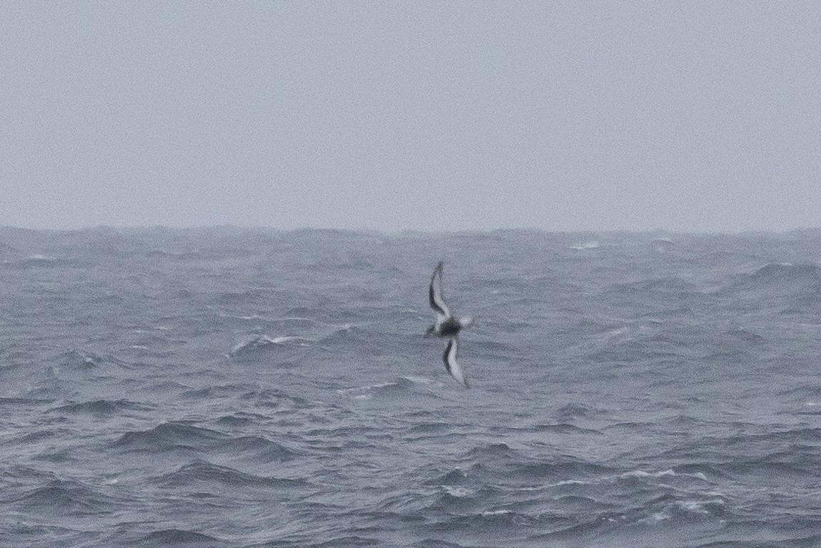 Mottled Petrel - Dan Pendavingh