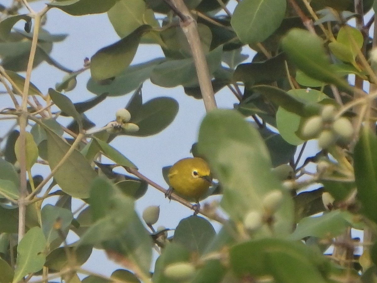 Javan White-eye - Yasin Chumaedi