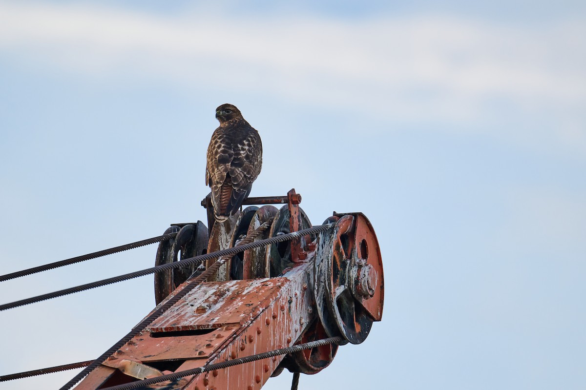 Rotschwanzbussard - ML612692419