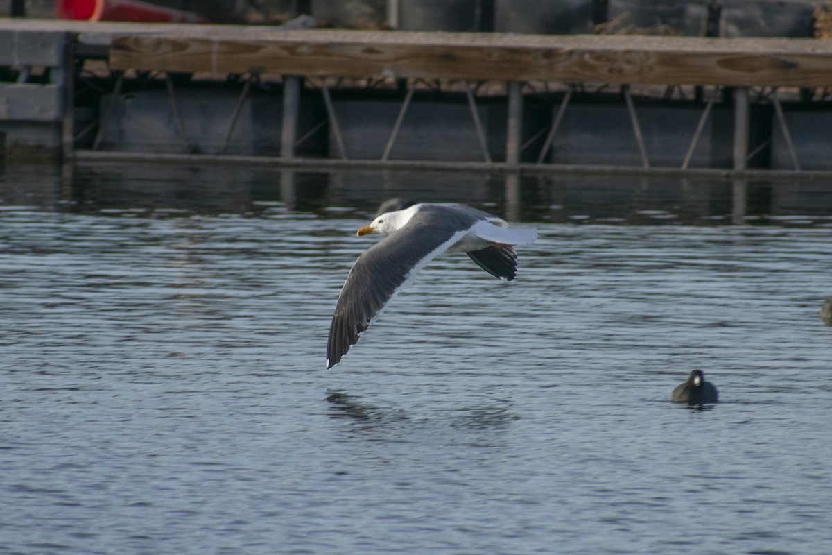 Yellow-footed Gull - ML612692505