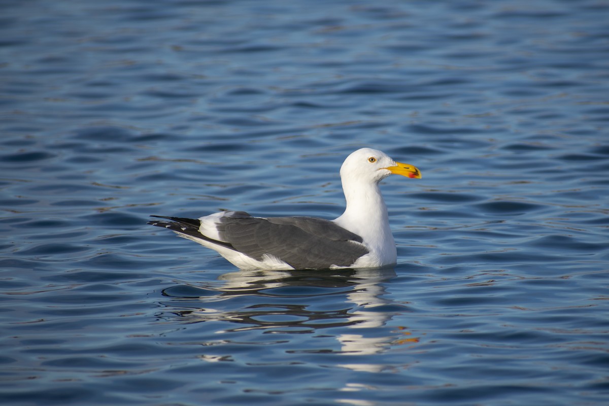 Gaviota de Cortés - ML612692511