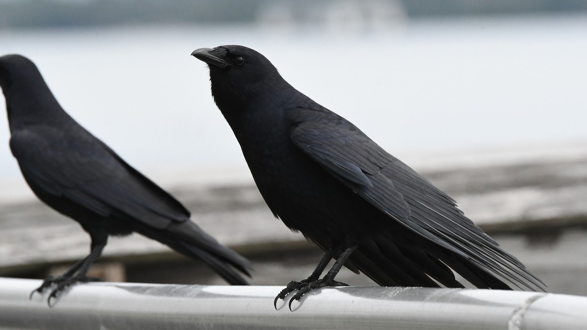 Fish Crow - ML612692590