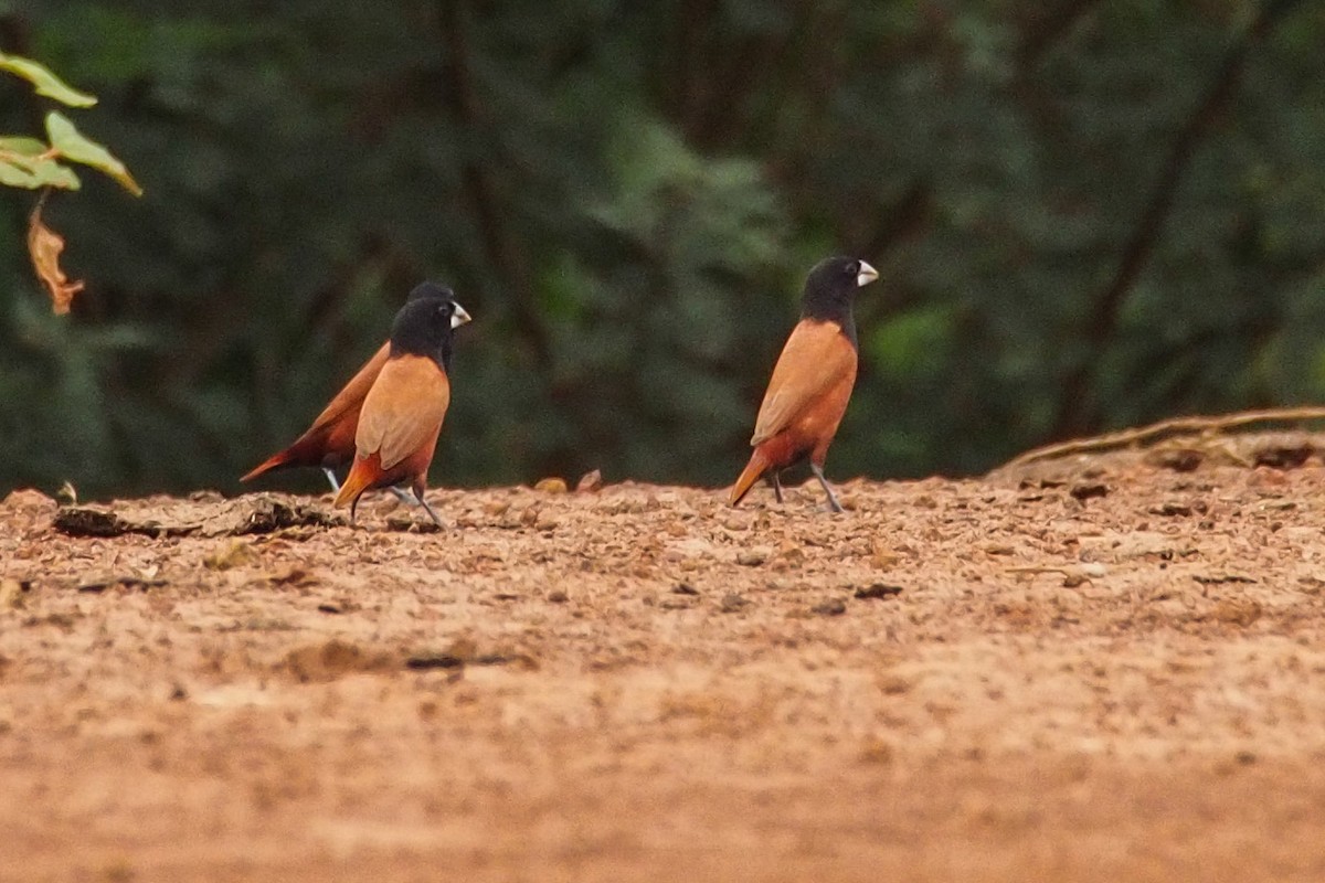 Chestnut Munia - Joost Foppes