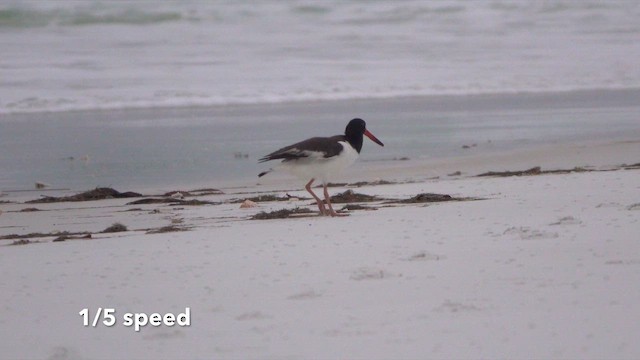 American Oystercatcher - ML612692653