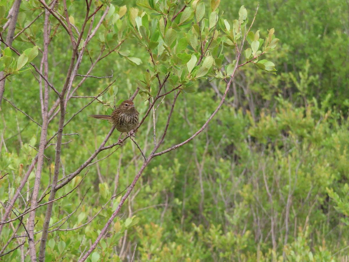 New Zealand Fernbird - ML612692659