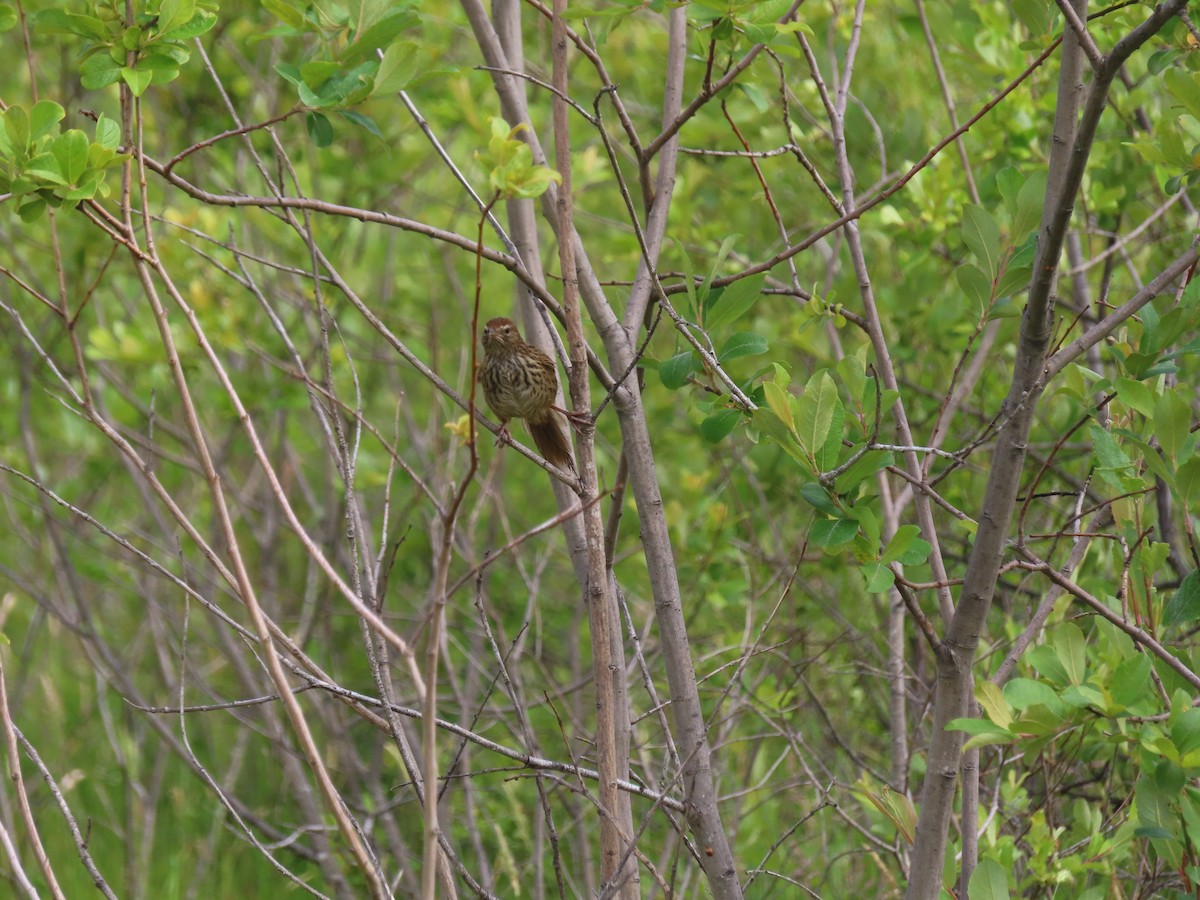 New Zealand Fernbird - ML612692660