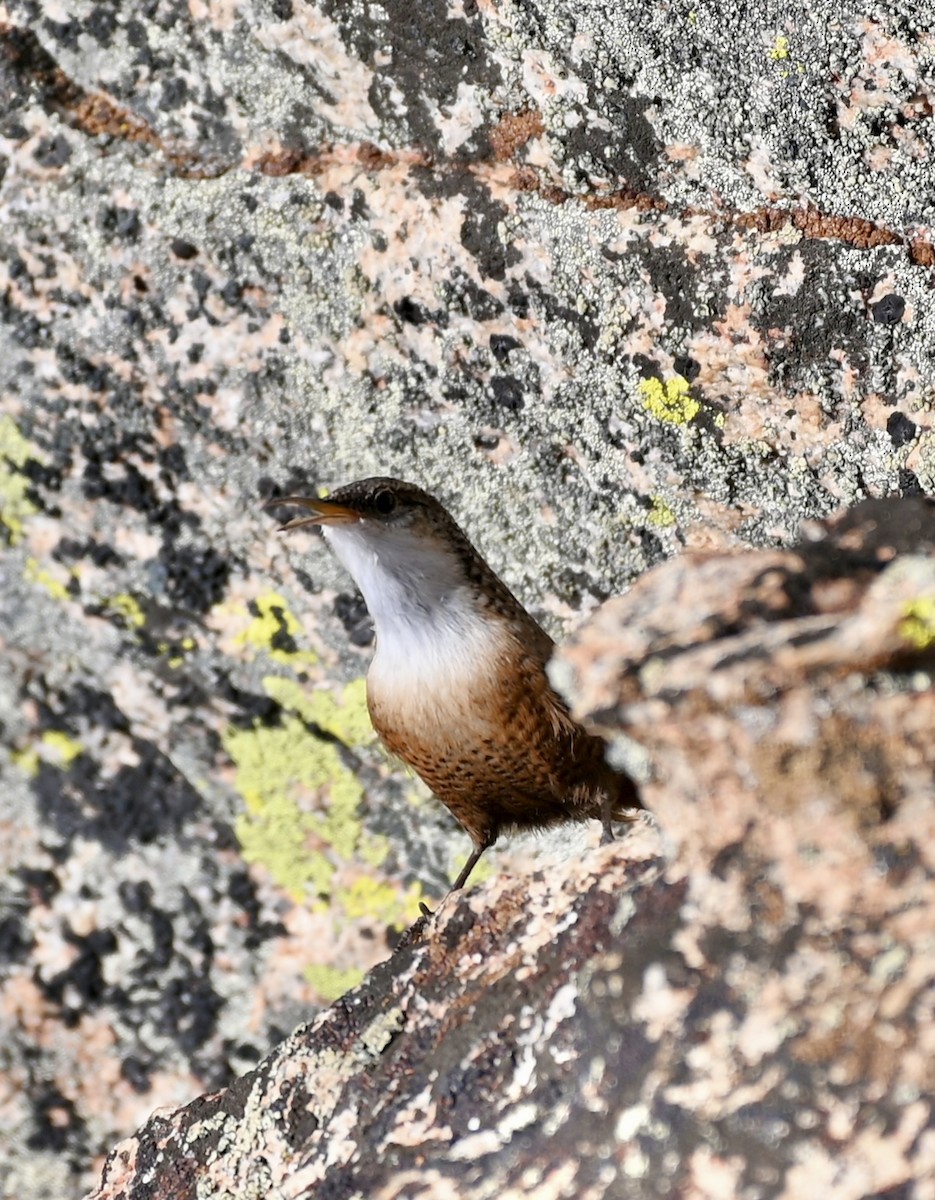 Canyon Wren - ML612692674