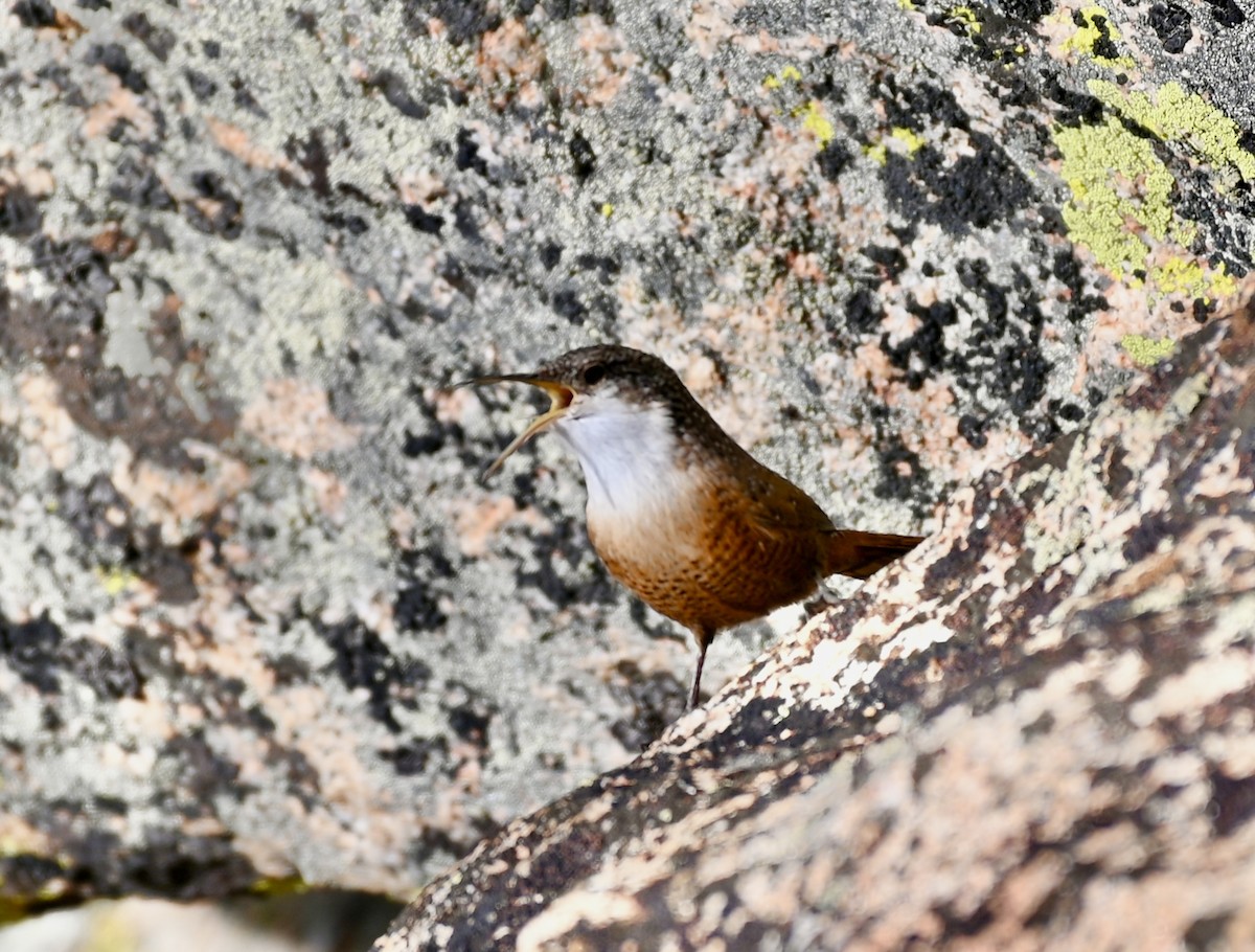 Canyon Wren - ML612692675