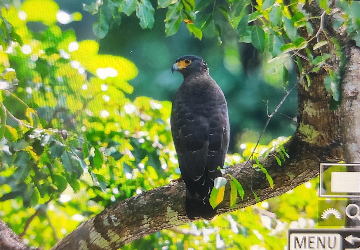 Crested Serpent-Eagle - ML612692686