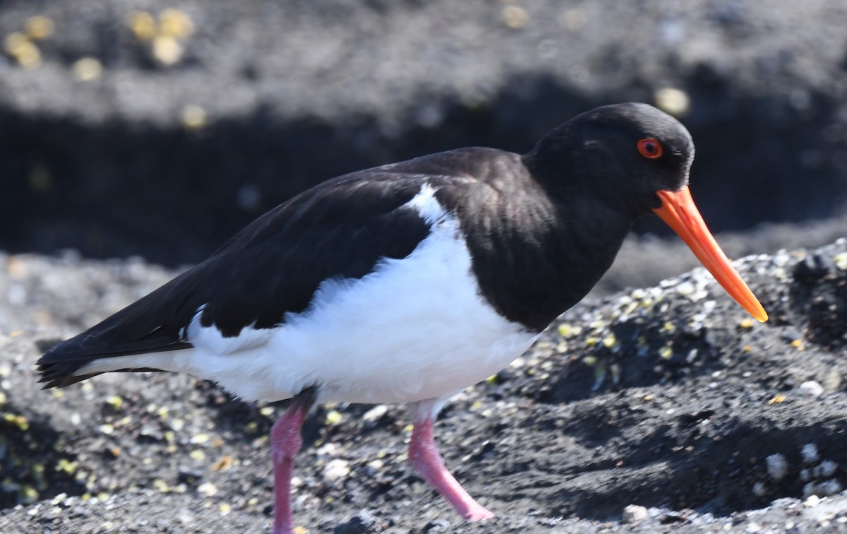 Chatham Oystercatcher - ML612692811