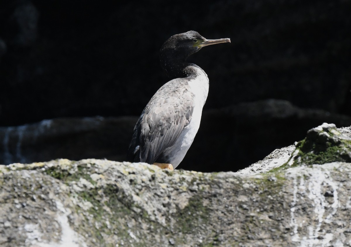 Pitt Island Shag - William Abbott