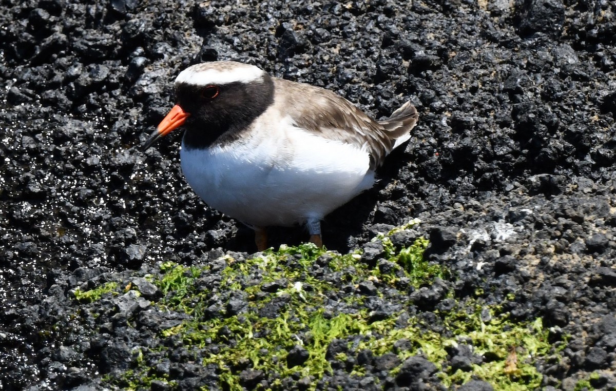 Shore Plover - William Abbott