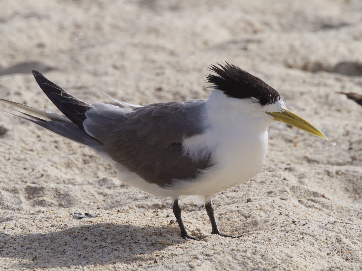 Great Crested Tern - ML612692844