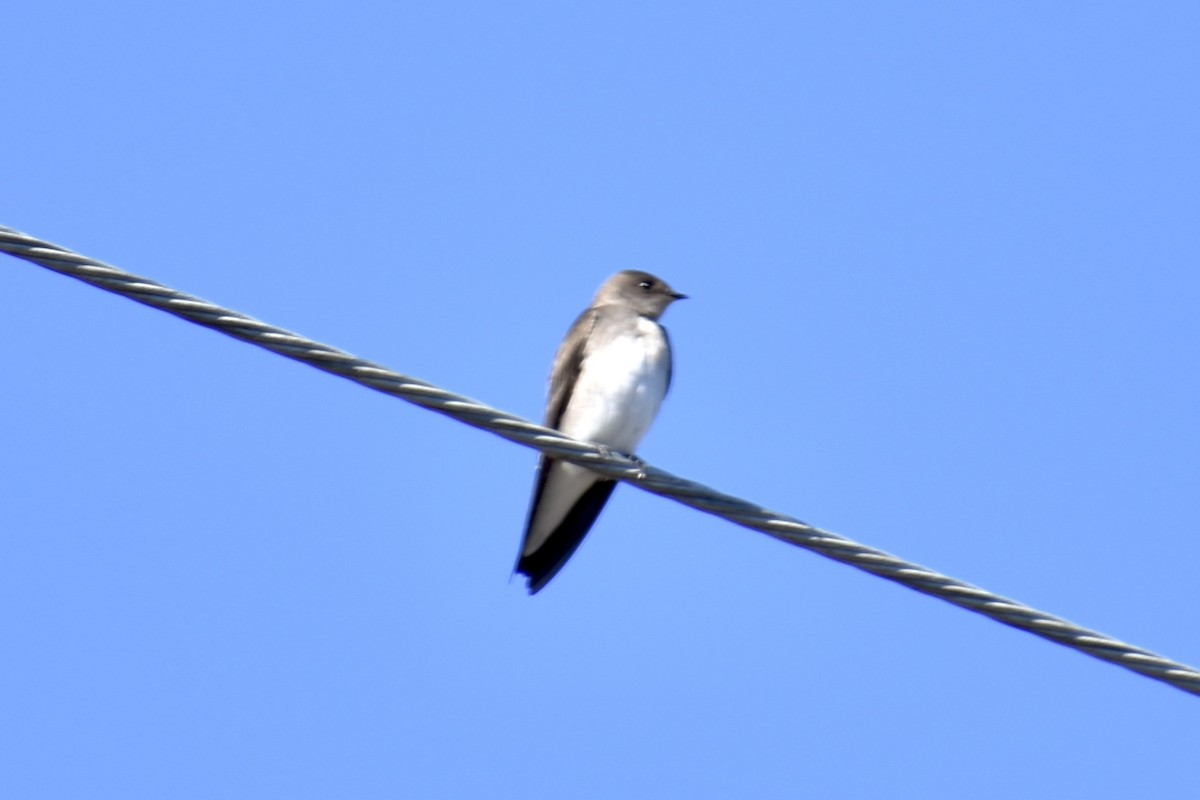 Northern Rough-winged Swallow - ML612692851