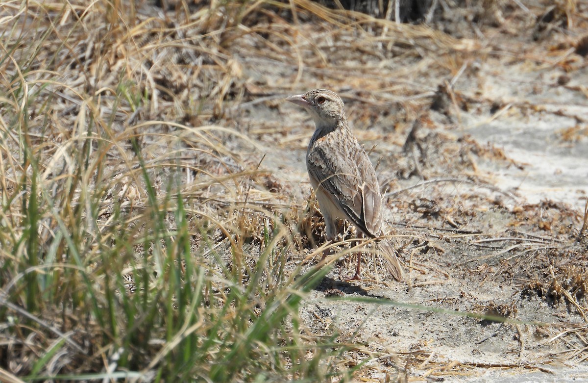 Eastern Clapper Lark - ML612692943