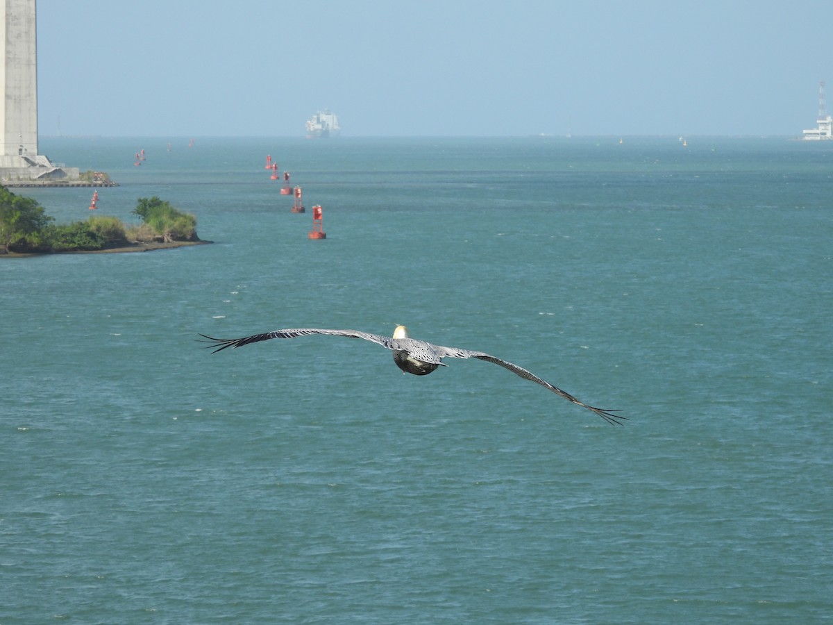 Brown Pelican - ML612692961