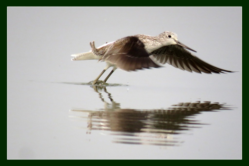 Common Greenshank - ML612693033