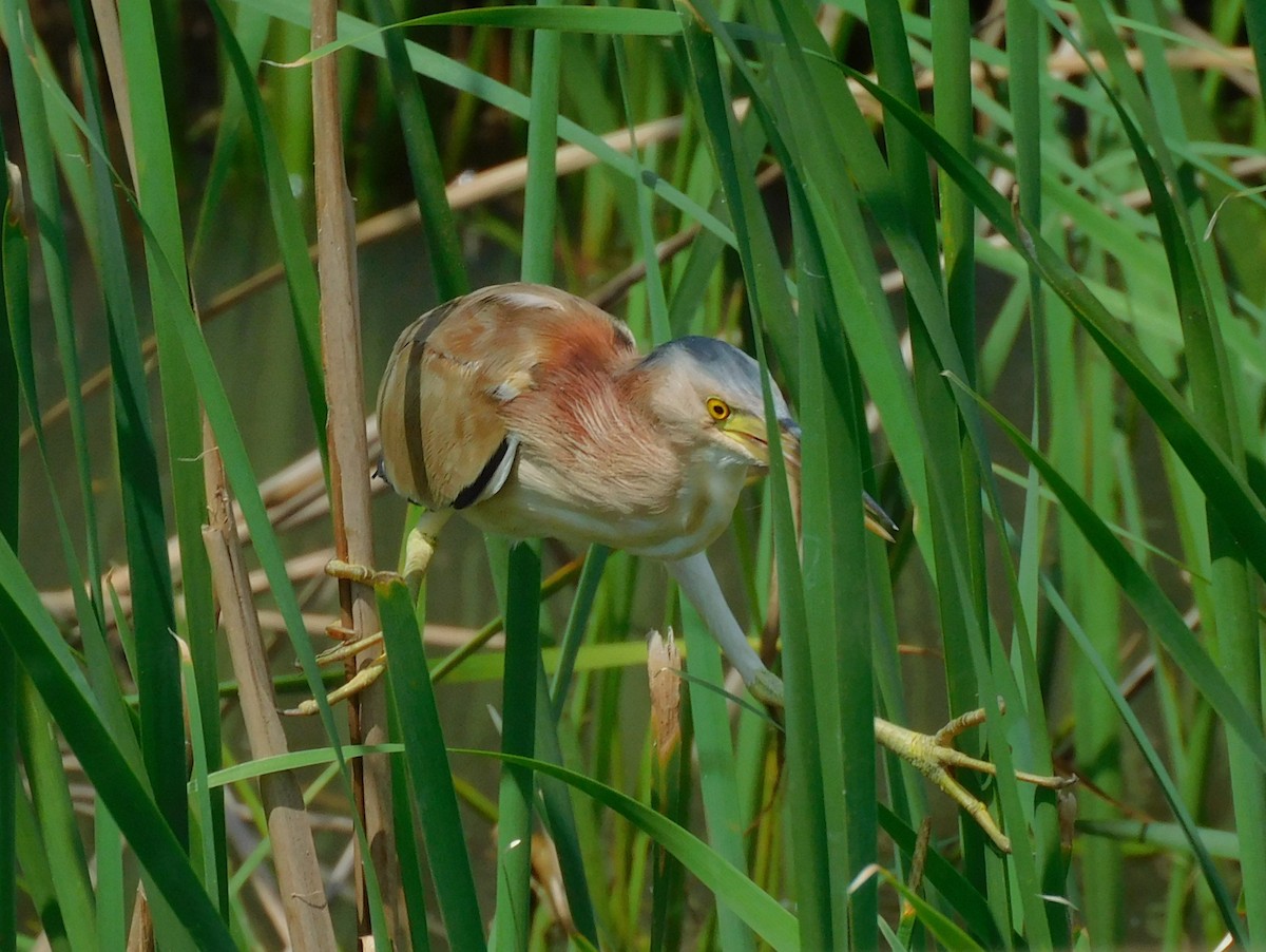 Yellow Bittern - ML612693067