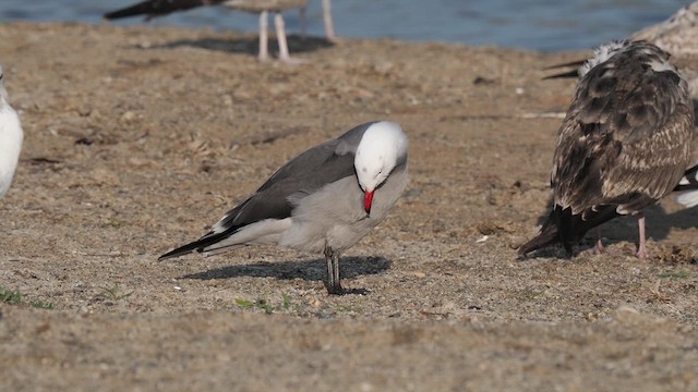 Heermann's Gull - ML612693080