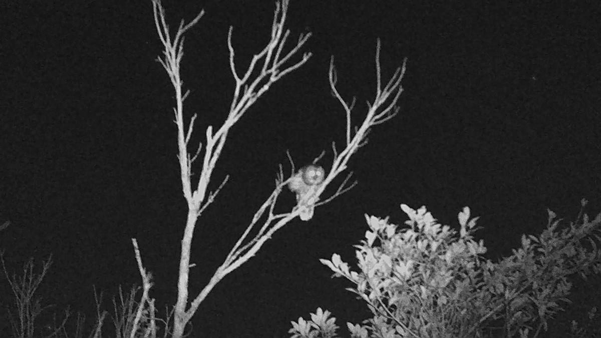 Barred Owl - Mark Penkower