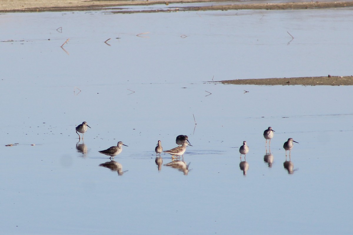 Greater Yellowlegs - ML612693125