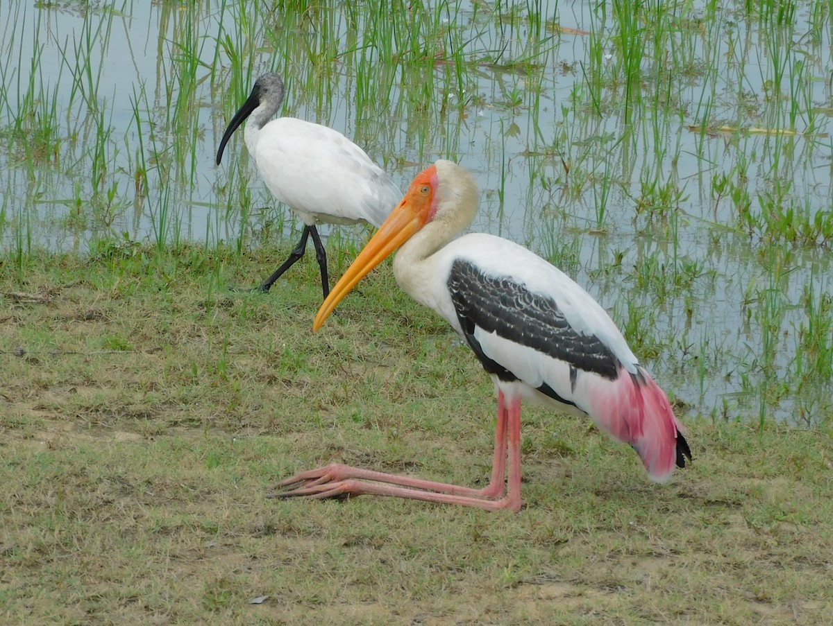 Painted Stork - ML612693149