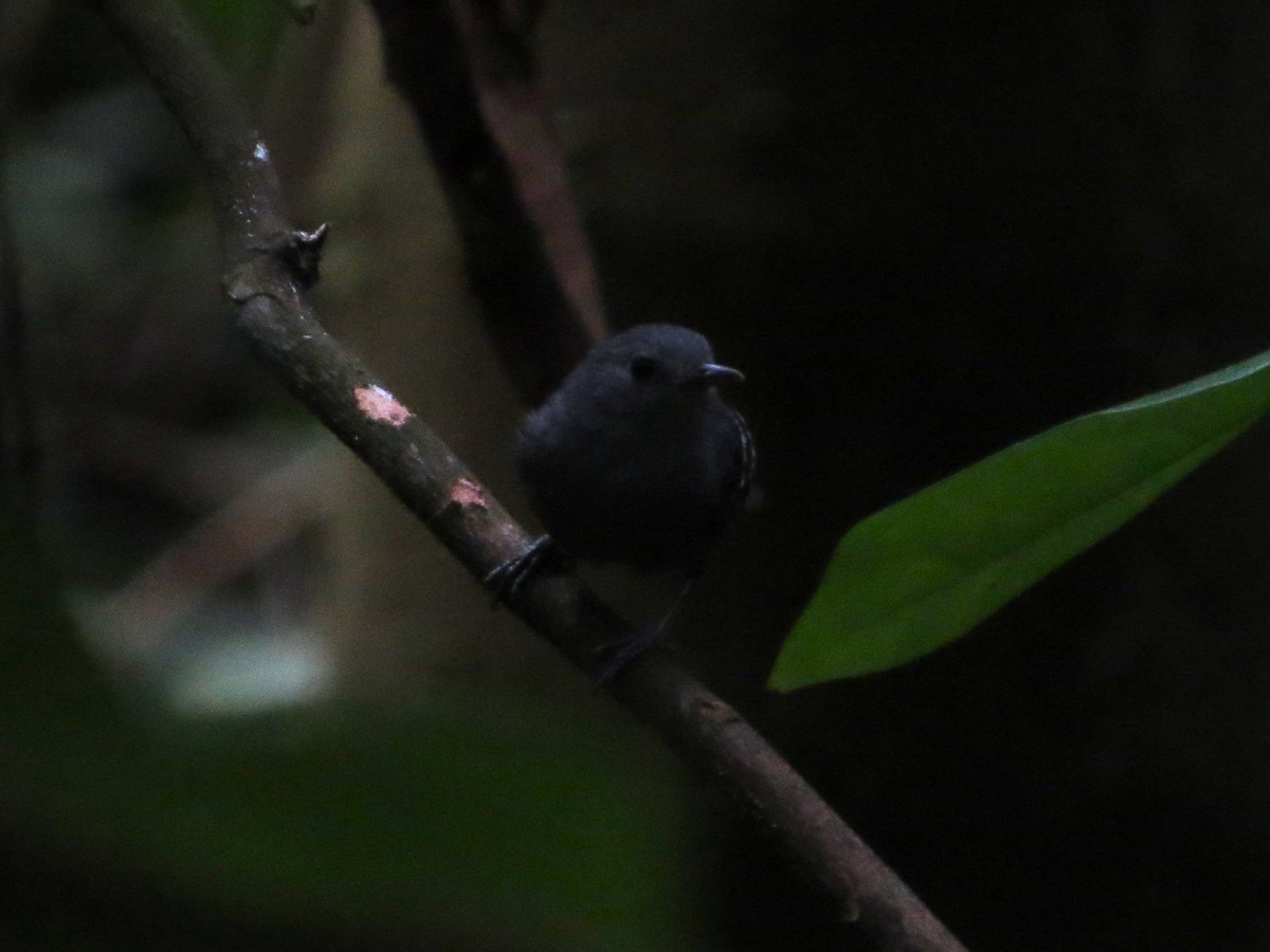 Plain-throated Antwren - Sasha Robinson