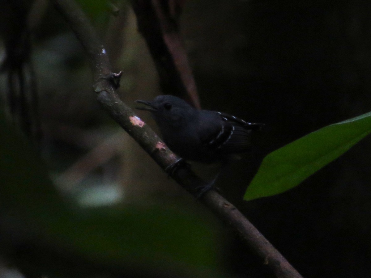 Plain-throated Antwren - Sasha Robinson