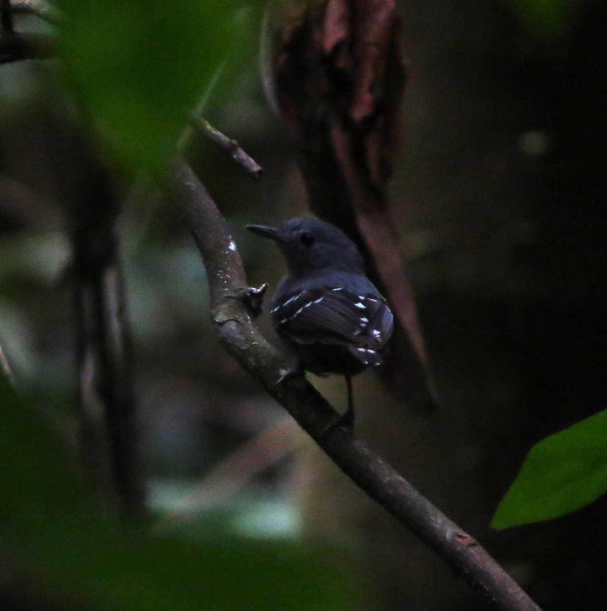 Plain-throated Antwren - Sasha Robinson