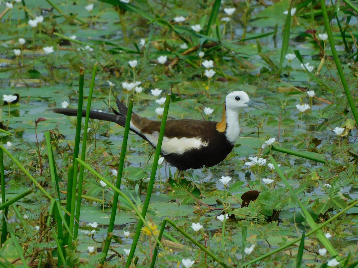 Pheasant-tailed Jacana - ML612693191