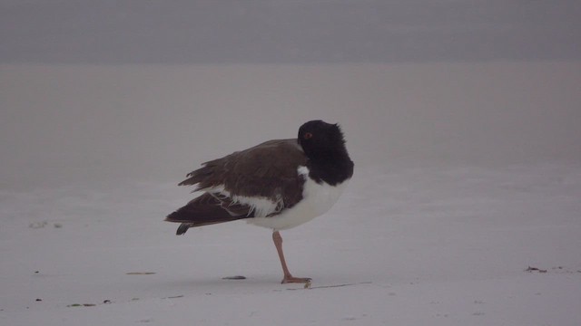 American Oystercatcher - ML612693213