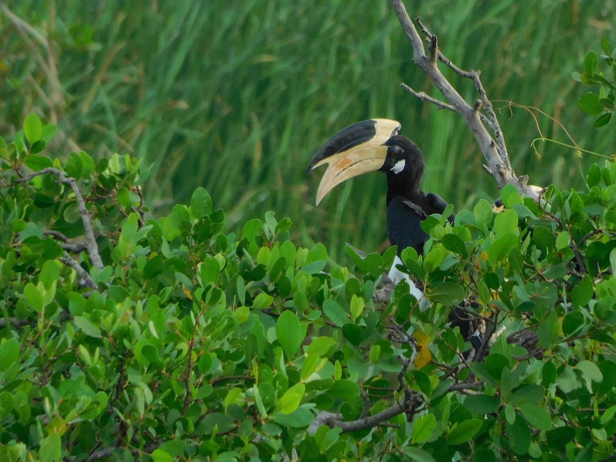 Malabar Pied-Hornbill - ML612693302