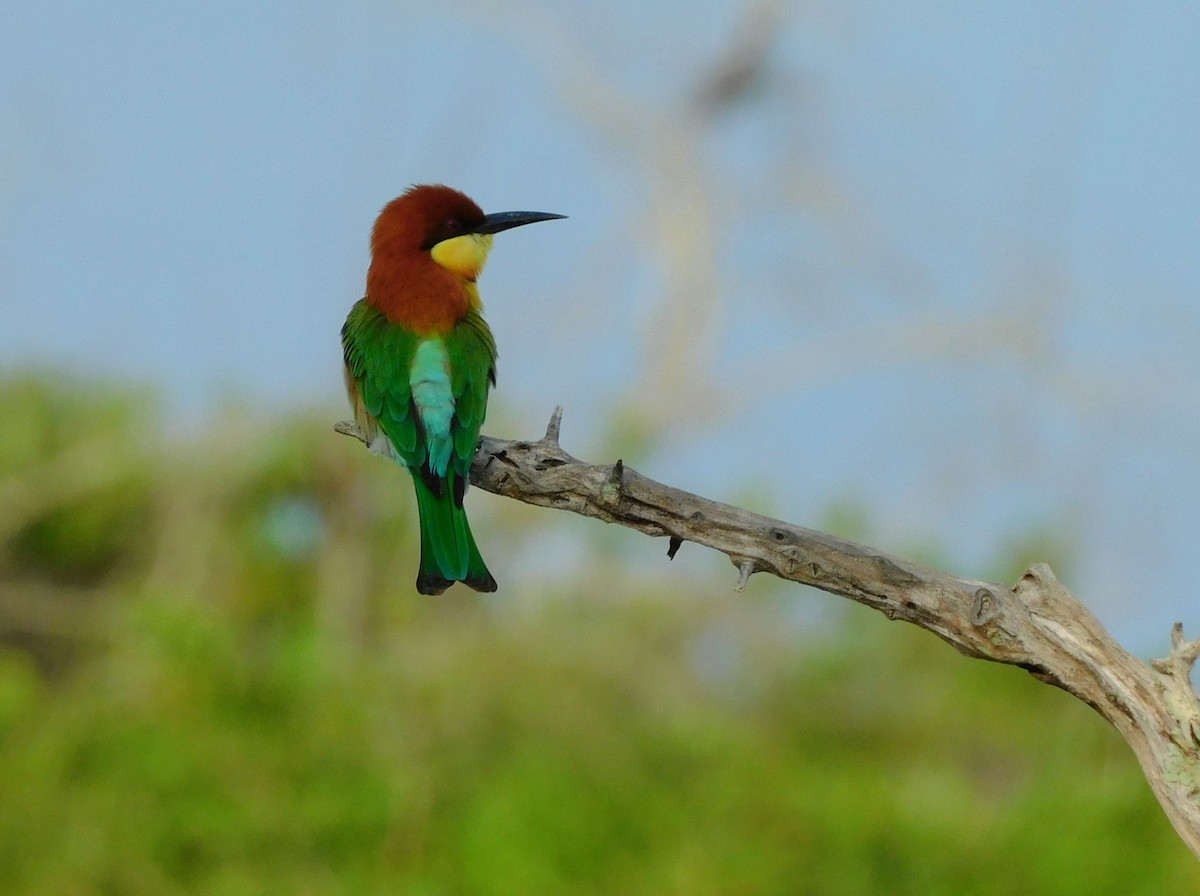 Chestnut-headed Bee-eater - ML612693379