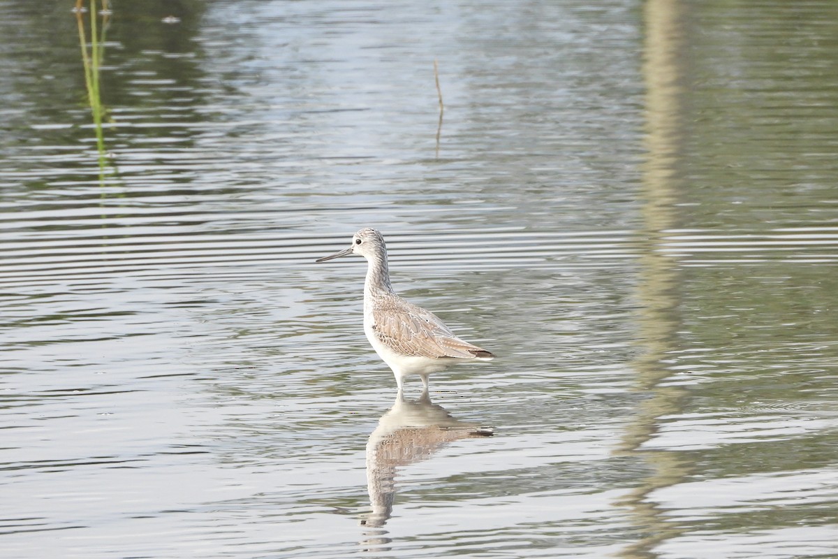 Common Greenshank - ML612693387