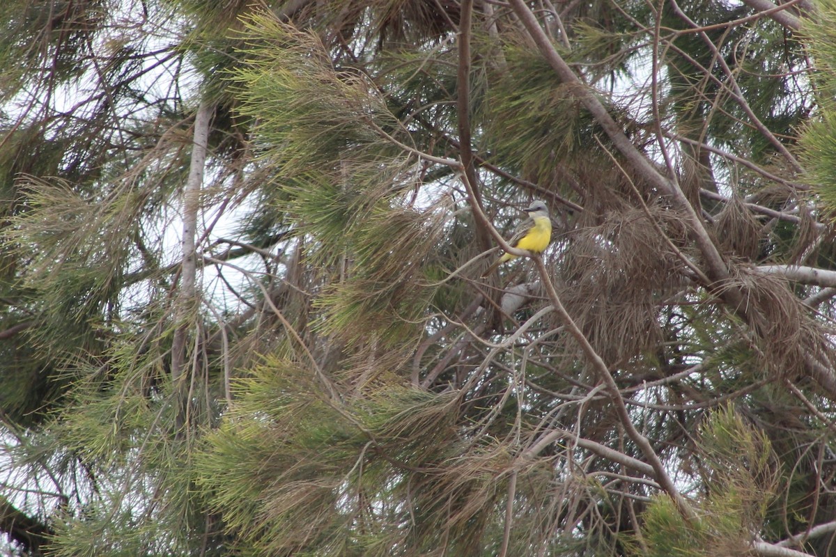 Cassin's Kingbird - Sara Alcalá Jiménez