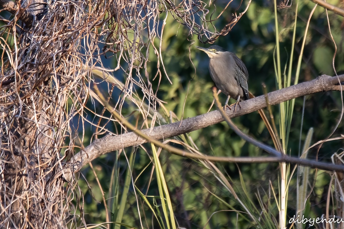 Striated Heron - ML612693402