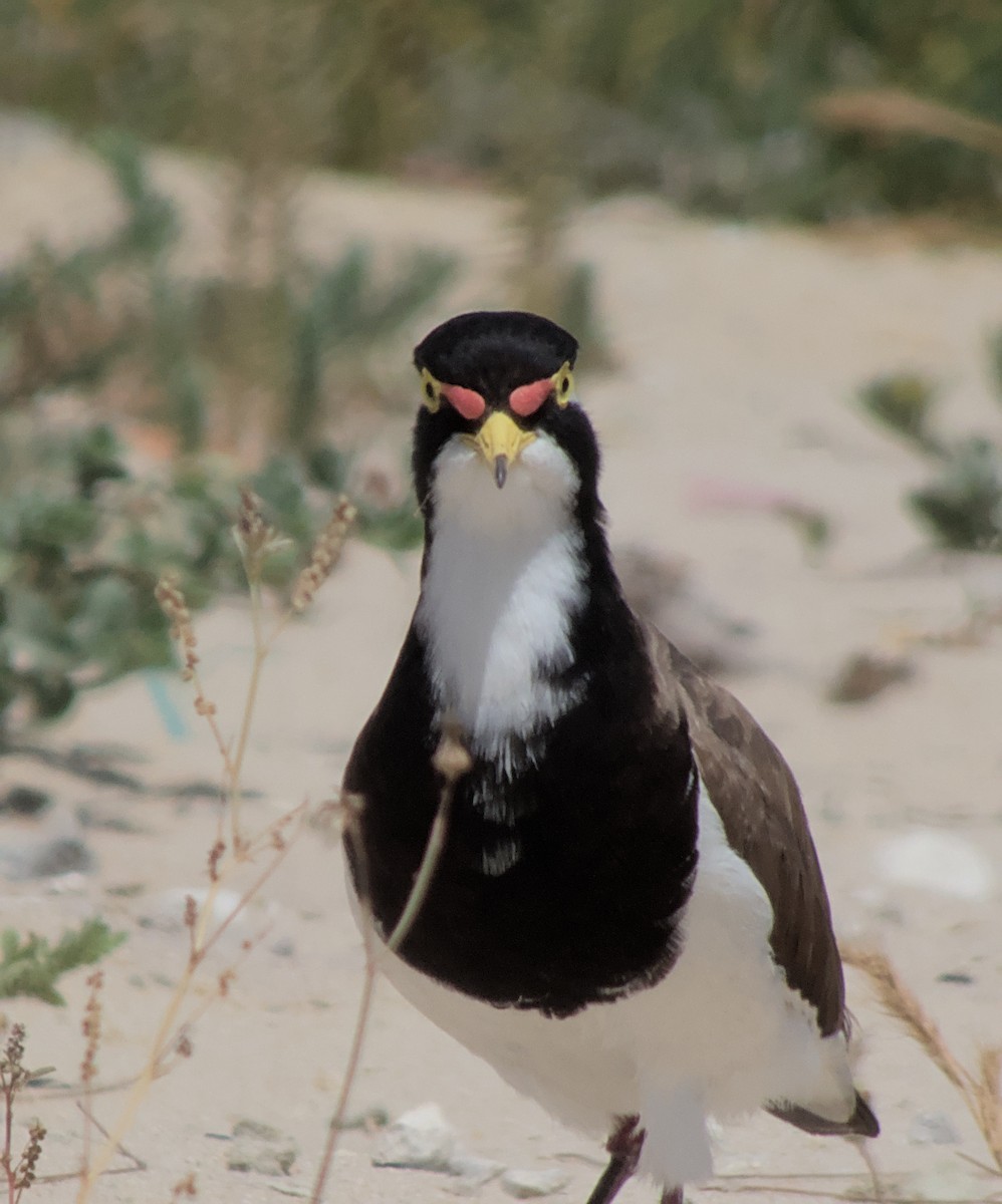 Banded Lapwing - ML612693425