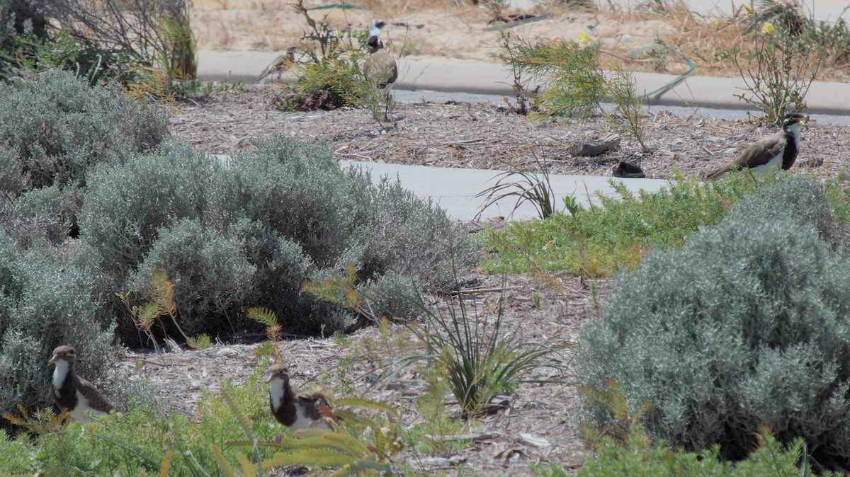 Banded Lapwing - adam graham