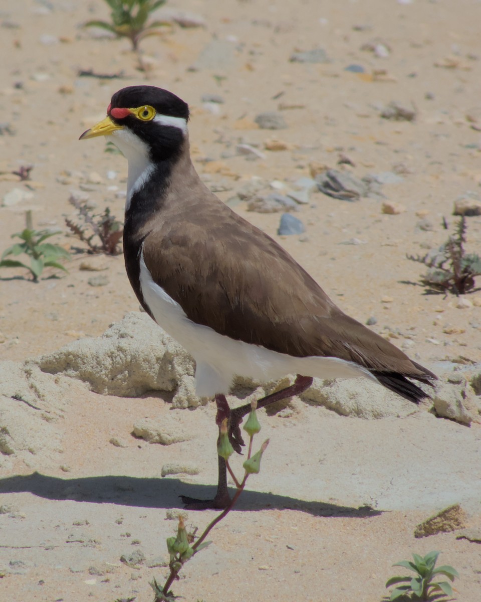 Banded Lapwing - ML612693428