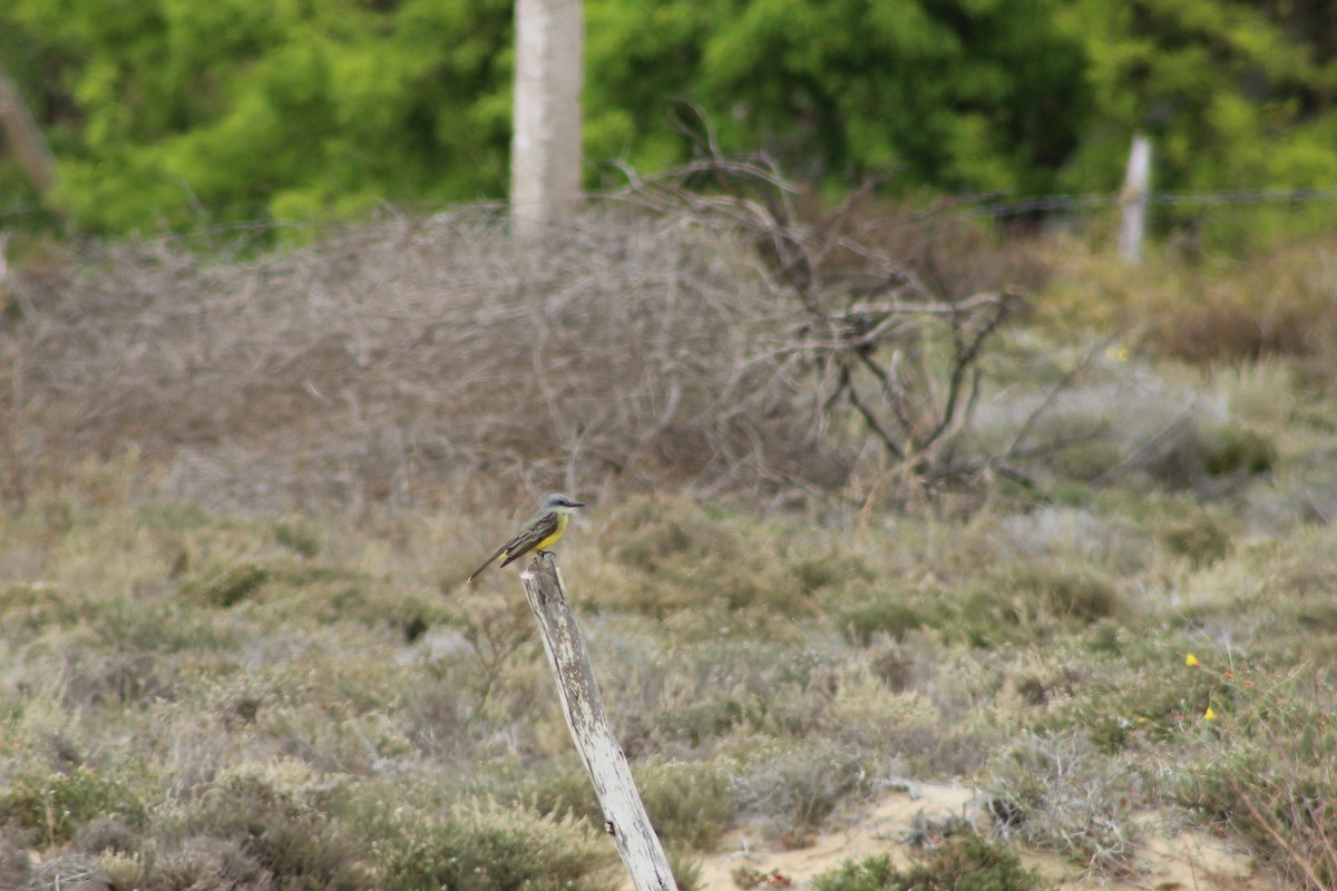 Cassin's Kingbird - ML612693430