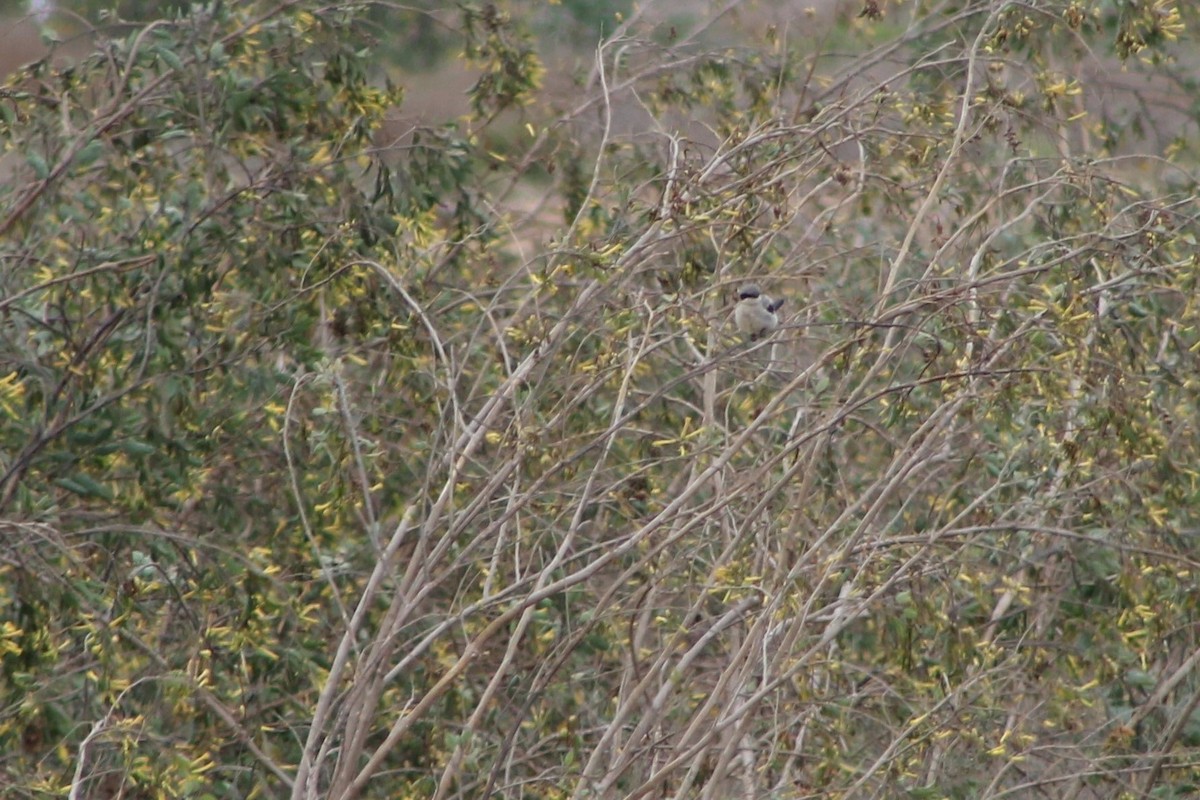 Loggerhead Shrike - ML612693440