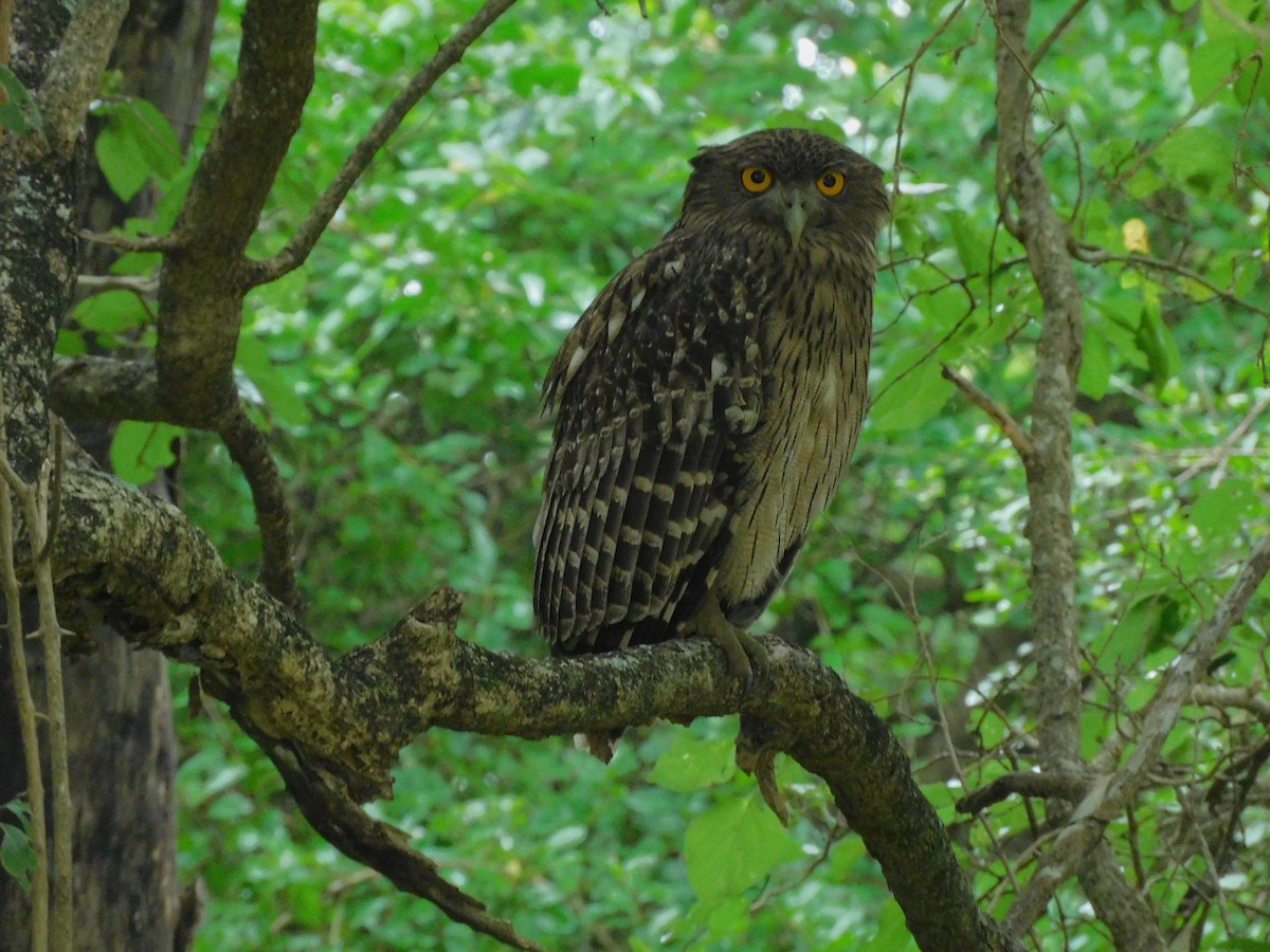 Brown Fish-Owl - ML612693472