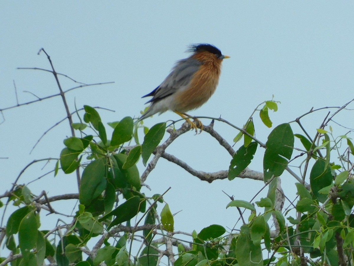 Brahminy Starling - ML612693498