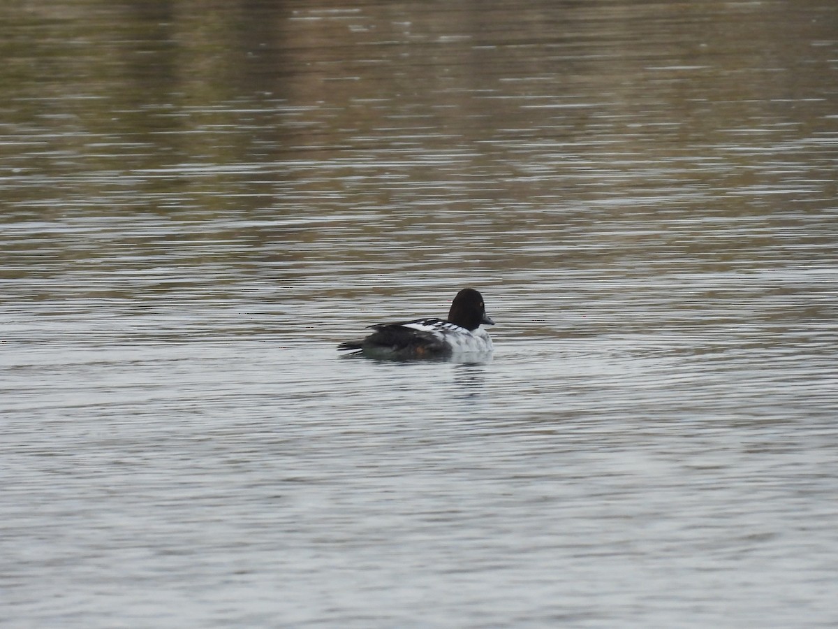 Black-necked Stilt - ML612693501