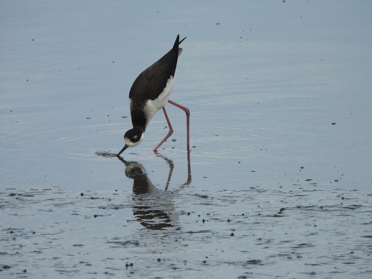 Black-necked Stilt - ML612693502