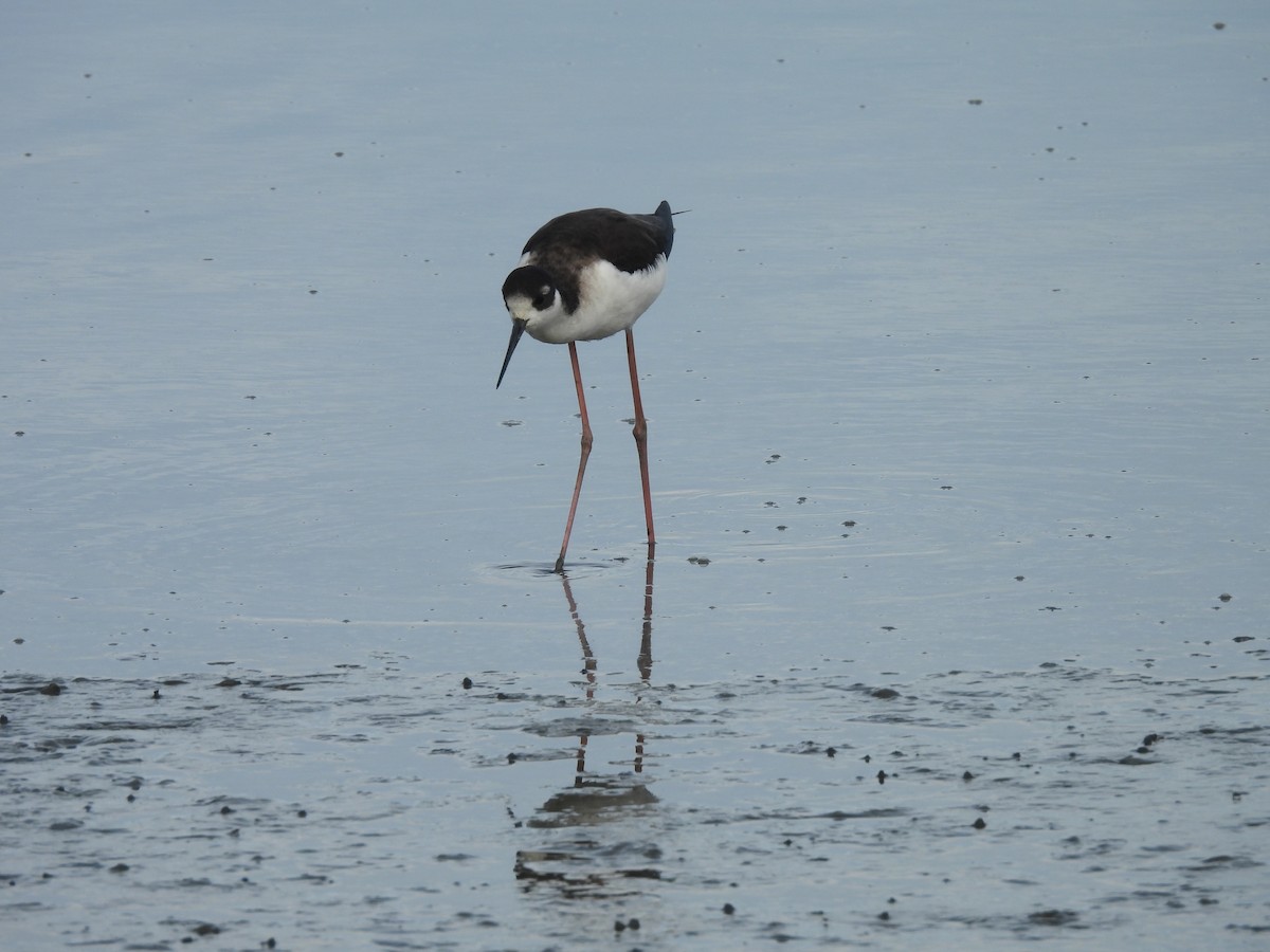 Black-necked Stilt - ML612693503