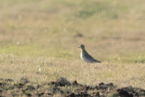 European Golden-Plover - ML612693505