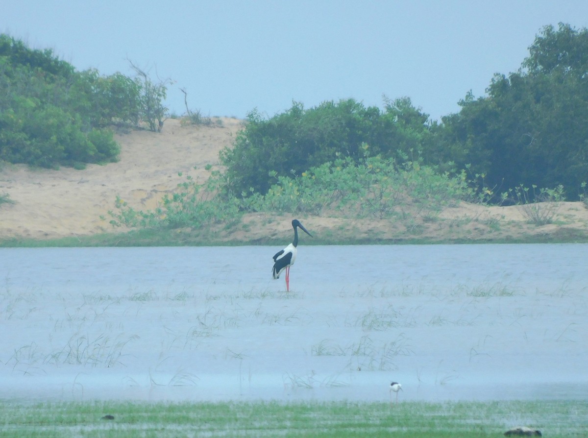 Black-necked Stork - ML612693544