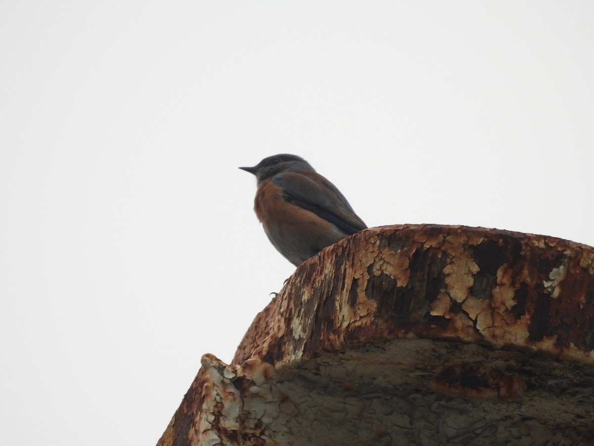 Western Bluebird - ML612693630