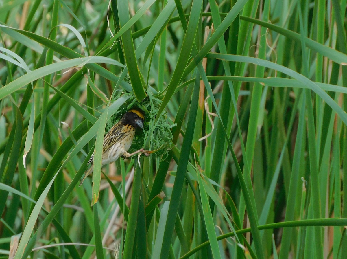 Streaked Weaver - ML612693641